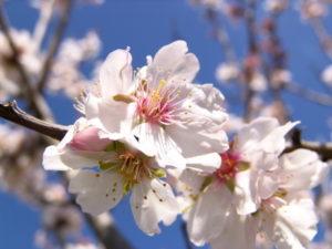 Frühling am Mittelmeer, Mandelblüte auf Mallorca