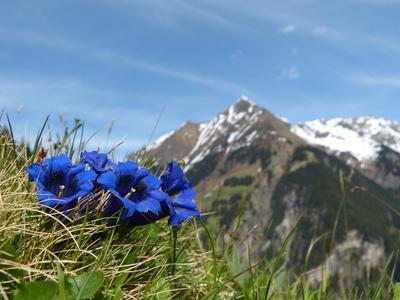 Alpen-Panorama mit blühendem Enzian © by paul - Fotolia.com