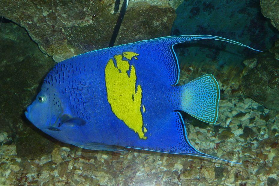 Arabischer Kaiserfisch im Roten Meer