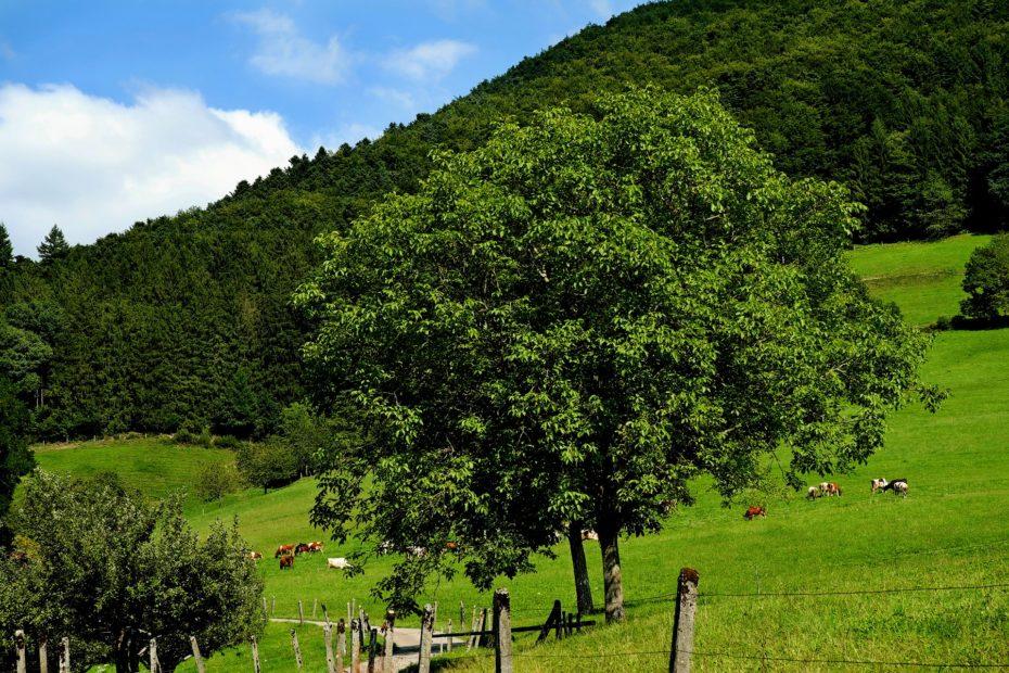Landschaft im Südschwarzwald