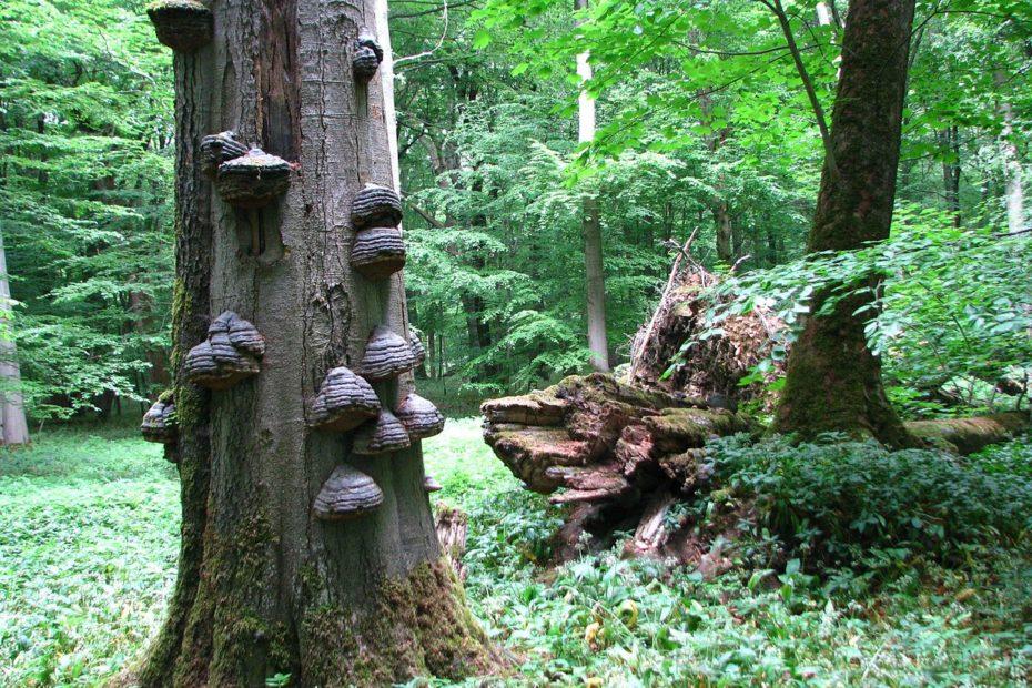 Nationalpark Hainich